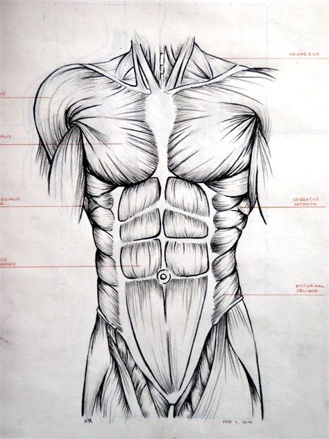 Torso Muscle Anatomy Drawing Muscle Guy Drawing At Getdrawings Free