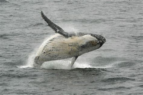 Dead Whale Found In Waters Off Santa Cruz