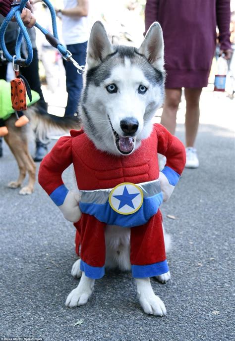 New York Dogs Dress Up For Citys 27th Annual Halloween Pup Parade