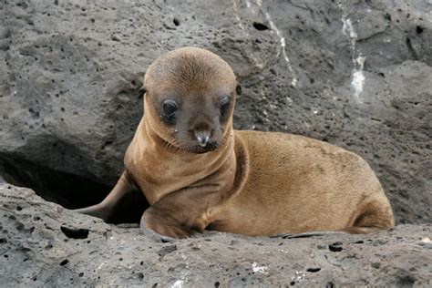 Best Time To See Baby Sea Lions In Galapagos Islands 2020 Roveme