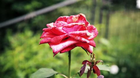 Premium Stock Video Fading Big Red Rose In The Home Garden With