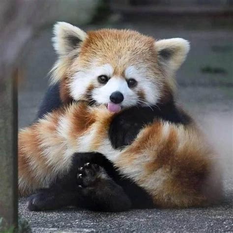 Red Pandas Trying To Scare Each Other Redpandas