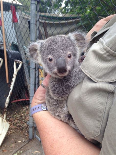 Working At A Koala Sanctuary Definitely Has Its Aww