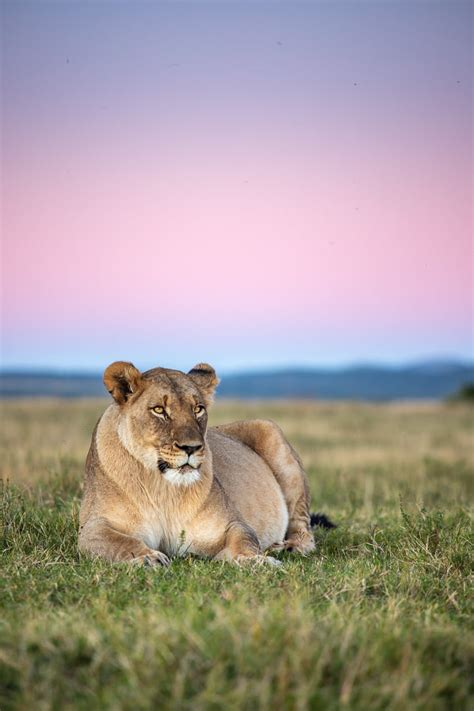 Lion Cubs 12 Interesting Facts Kariega Game Reserve