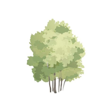 Aspen Tree Vector At Getdrawings Free Download
