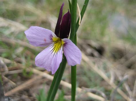 Spring Summer Wild Flowers