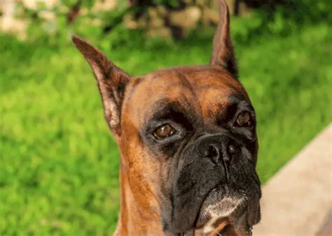 11 Pros And Cons Of Ear Cropping In Dogs Animal Pickings