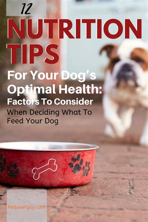 12 Nutrition Tips For Your Dogs Optimal Health Factors To Consider
