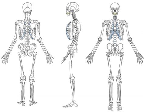Front And Back Skeleton Diagram