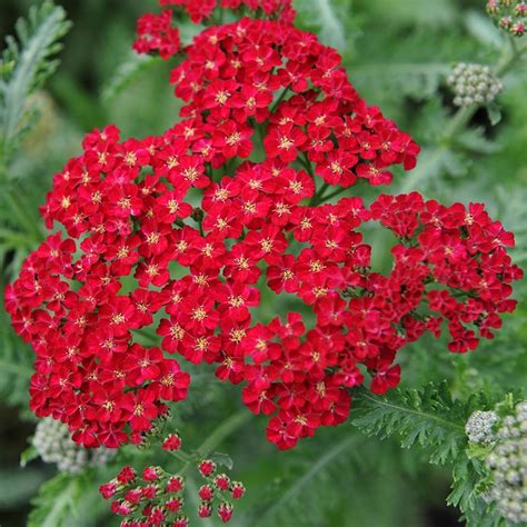 Buy Yarrow Achillea Millefolium Red Velvet