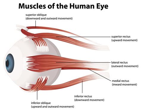 What Is The Superior Rectus With Pictures