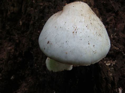 Random Central Indiana Mushrooms Mushroom Hunting And Identification