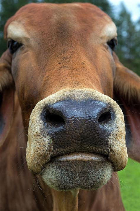 We ask for your patience and thank you for your understanding. Brahman Cattle Closeup Portrait Photograph by Jit Lim