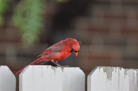 A Red Cardinal In Ohio Perched In A Cherry Tree Stock Image Image Of
