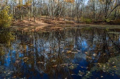 Forest Pond Autumn