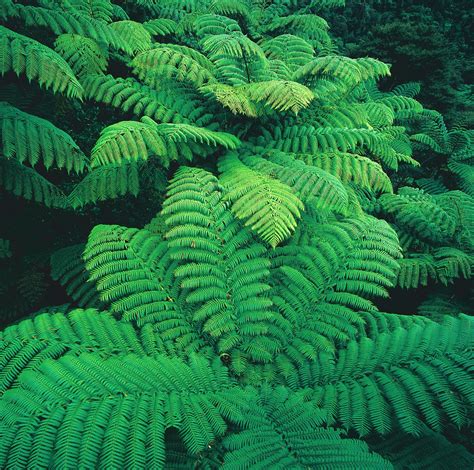 Ferns The Glory Of The Forest New Zealand Geographic
