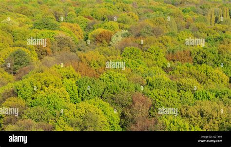 Forest From Above Colorful Trees Aerial Treetop Stock Photo Alamy