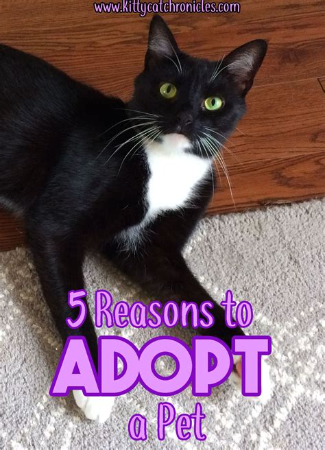5 Reasons To Adopt A Pet Kitty Cat Chronicleskitty Cat Chronicles