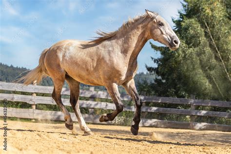 A Buckskin Arabian Horse Galloping On An Outdoor Riding Arena Stock 写真