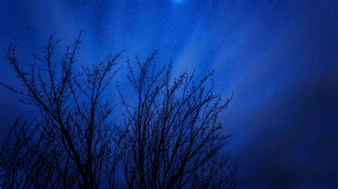 Download Wallpaper 1920x1080 Starry Sky Trees Stars Night Glitter