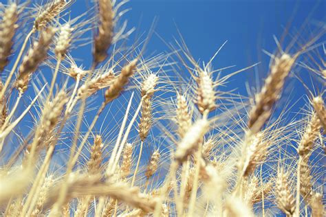 Landscape Photo Of Golden Wheat Field Ready For Harvest Season W