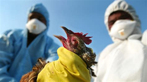 Masses On Alert As Government Warns On Bird Flu Outbreak Chano8