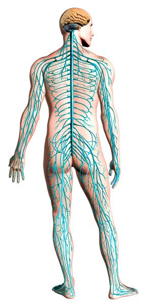 Human Nervous System Diagram Anatomy Cross Section Clipping Path