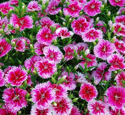 10 Stunning Pink Annual Flowers For Your Garden Garden Lovers Club Annual Plants Annual