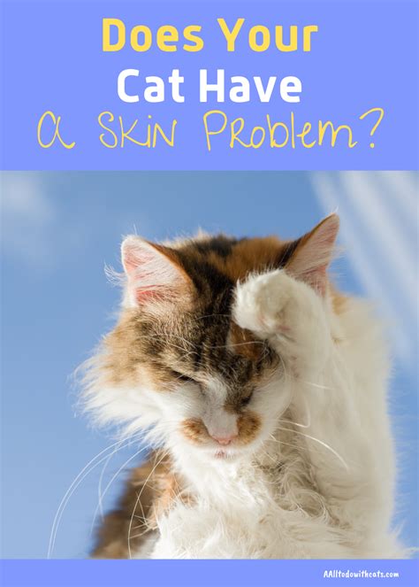 7 Common Skin Problems With Cats And What Causes Them Cat Skin