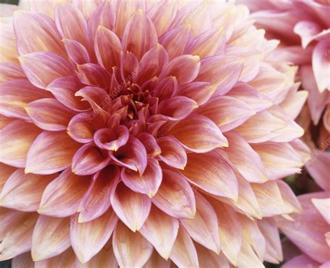 Dahlia Jennie Flower Stock Image B Science Photo Library