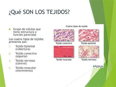 Ppt Tejidos Animales Powerpoint Presentation Free Download Id2360751