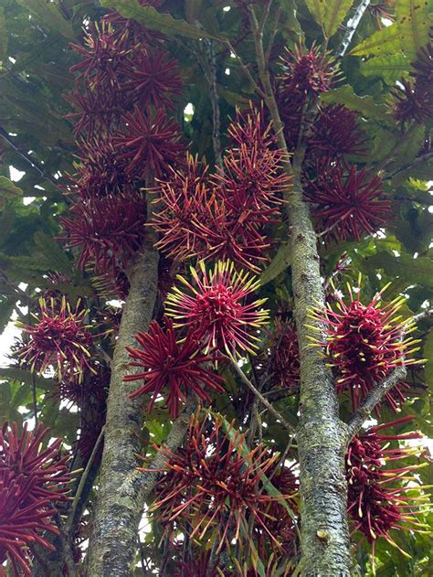 Te Motu Kairangi Miramar Ecological Restoration Rewarewa Fruit