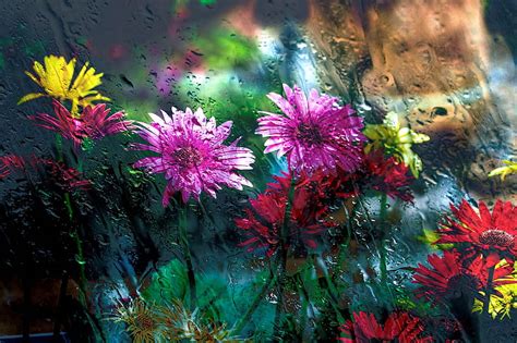 Update Wet Flower Under Glass Wallpaper Latest In Cdgdbentre