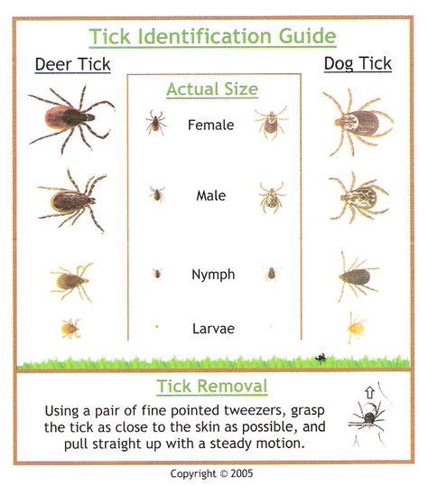 How To Identify Tick Species Rrruffhouse Dog Training Belleville