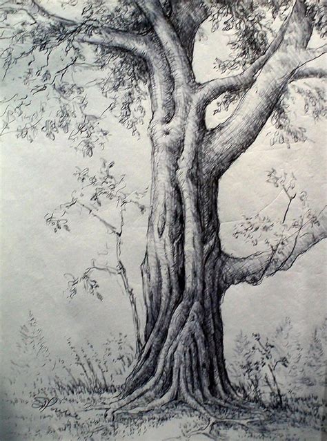 Tree Pencil Sketch Pencil Drawings Of Nature Tree Sketches Realistic