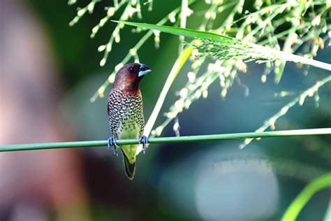 Jangan Pergi Lagi, Bondol Haji : Mongabay.co.id