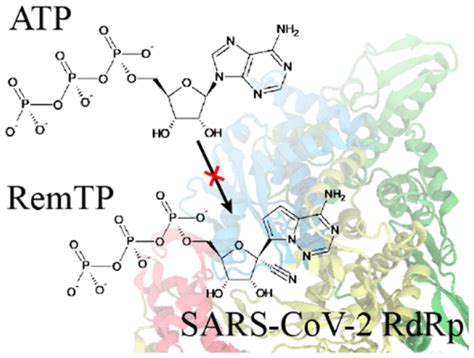 Structural Basis Of The Potential Binding Mechanism Of Remdesivir To Sars Cov Rna Dependent