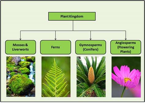 Classification Of Plants 4 Major Types Of Plants Biology Explorer