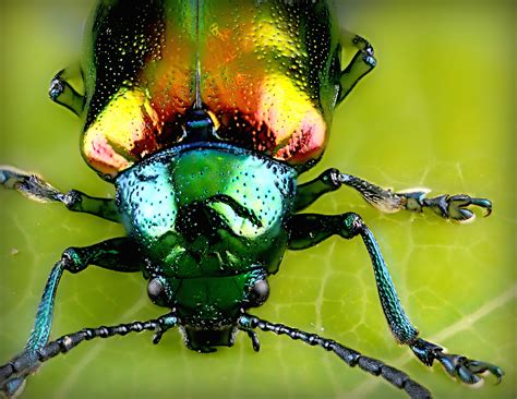 Free Picture Insect Green Leaf Beetle Macro Close Up