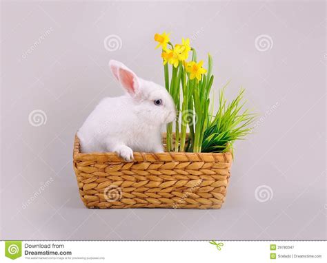 Fluffy White Bunny And Basket With Daffodils Stock Image Image Of