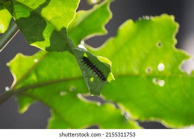 Nymphalidae Caterpillars Images Stock Photos Vectors Shutterstock