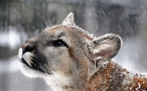 Fond D écran 1920 X 1200 Px Puma Les Yeux Flocons Lion Montagne Museau Prédateur