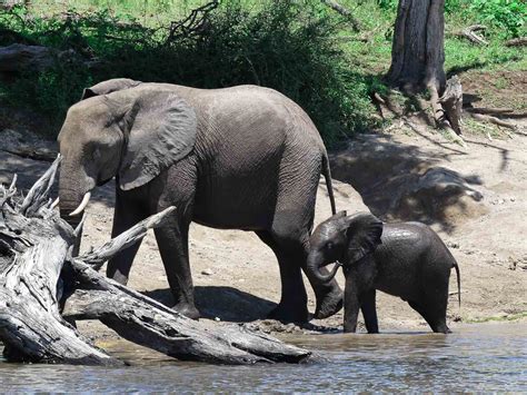 Botswana Wildlife Safari Nature Tours Coates Wildlife Tours