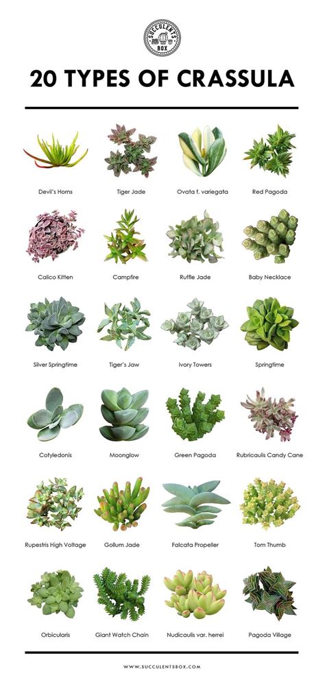 How To Identify A Succulent
