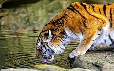 Nature Animals Tiger Water Big Cats Hdr Wallpapers Hd