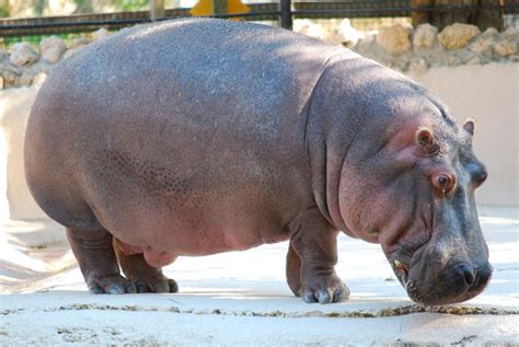 Galería De Imágenes Imágenes De Hipopótamos