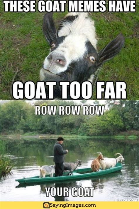 These goat meme have goat too far funny goat meme picture. 25 Extremely Entertaining Goat Memes | Goats, Memes, Funny ...