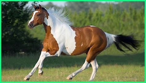 Berikut contoh gambar pakaian adat sunda kebaya. Jenis Kuda Terbaik dan Terkenal di Dunia - Ekor9.com