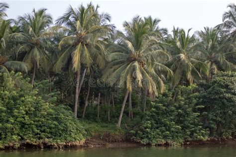 Coconut Palms Growing By A Riverside In Kerala Southern India Stock