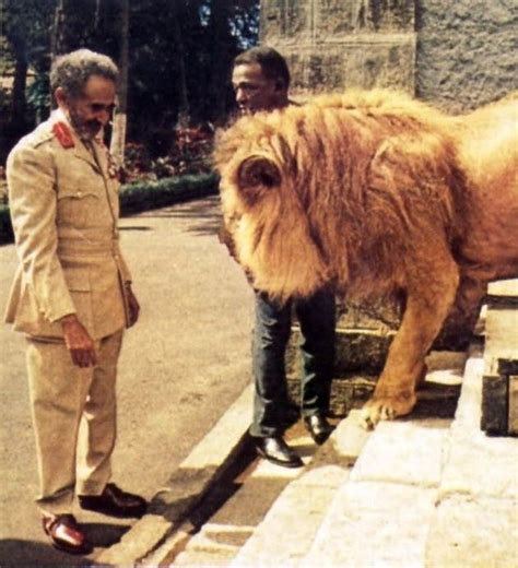 Haile Selassie Lion Haile Selassie Lion Of Judah Rasta Lion
